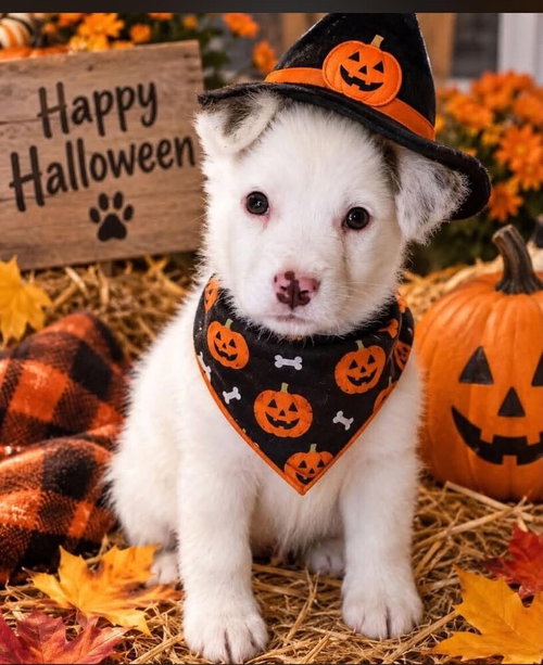 Aspen (SC), Terrier / Mixed