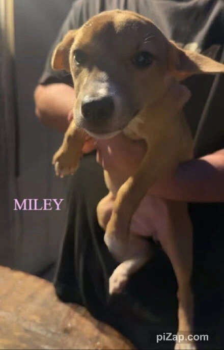 Miley Ga