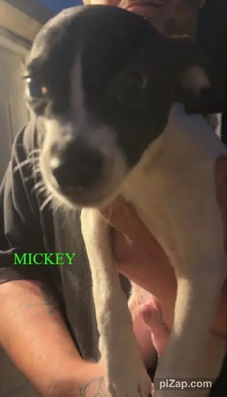 Mickey Ga - Chihuahua