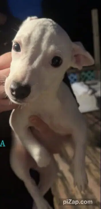Mara Ga - Chihuahua