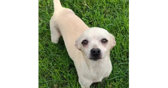 Moti Tx - Chihuahua