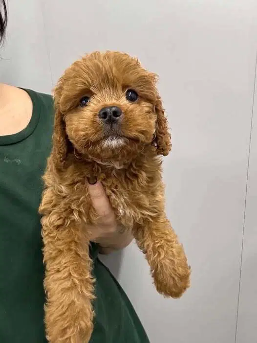 Winston Oh - Cavalier King Charles Spaniel