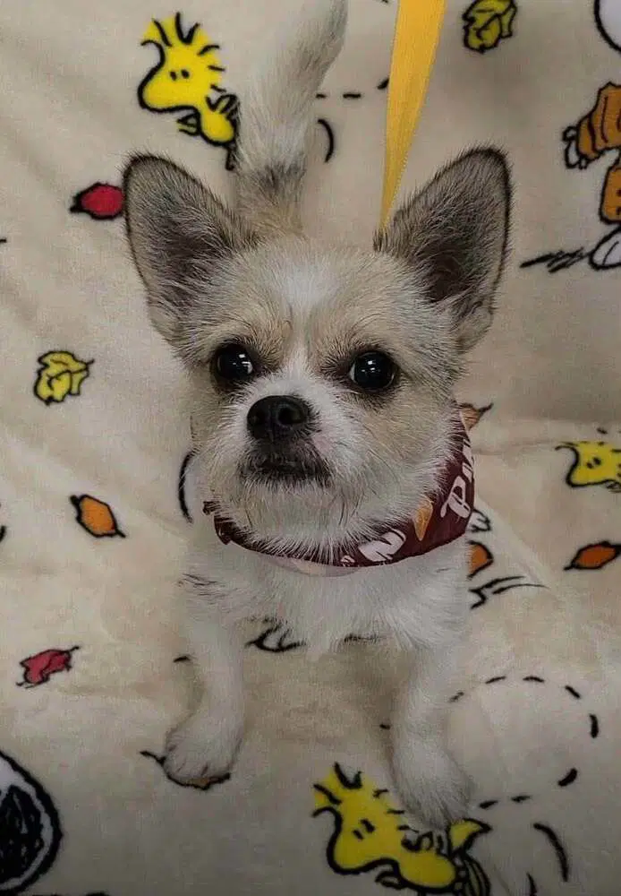 Oliver Al - Shih Tzu