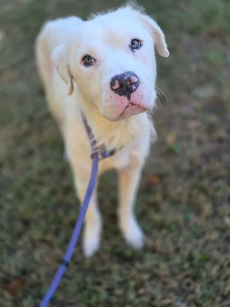 Bolt Ga - Retriever Mix
