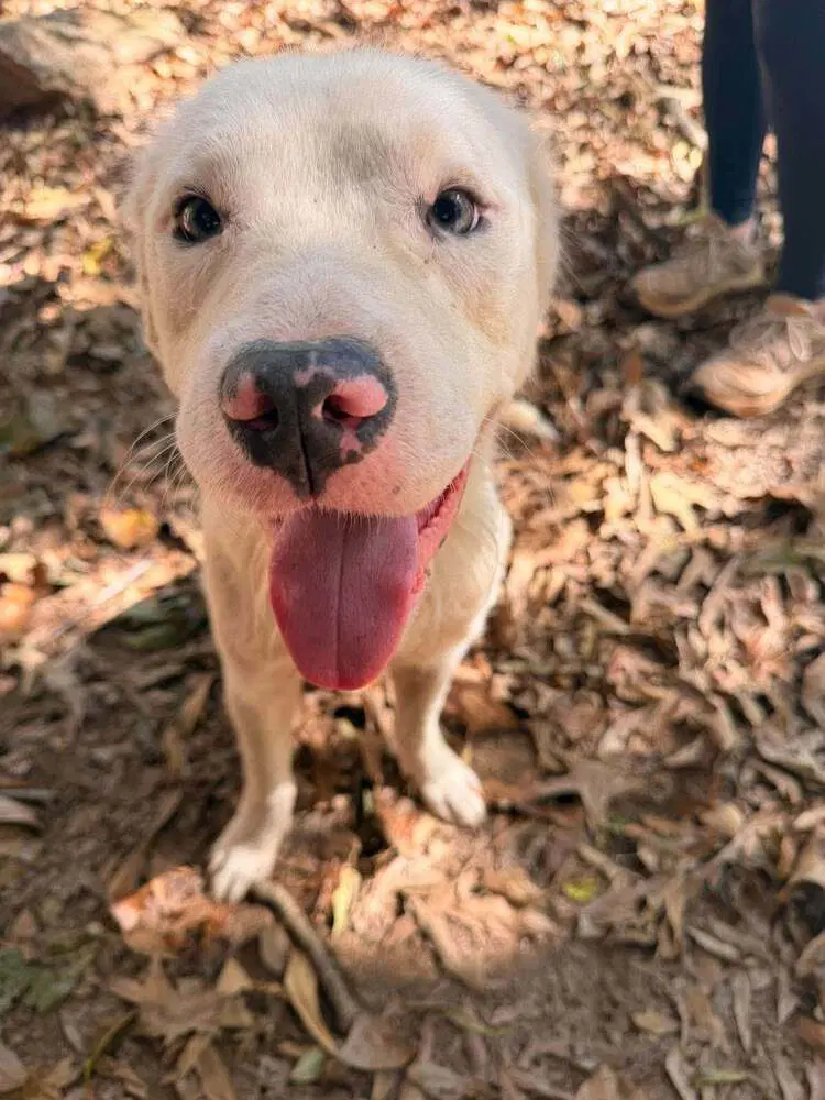 Bolt Ga - Retriever Mix
