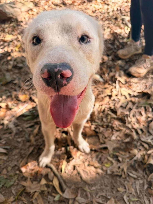 Bolt (GA), Unknown breed / mixed