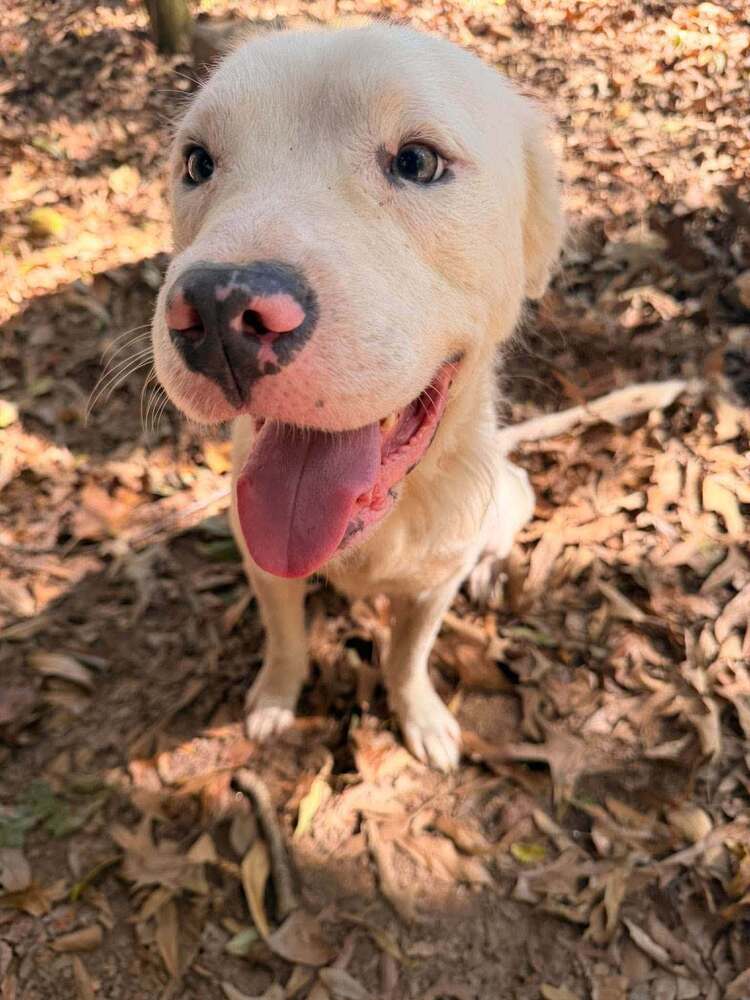 Bolt (GA), photo 3