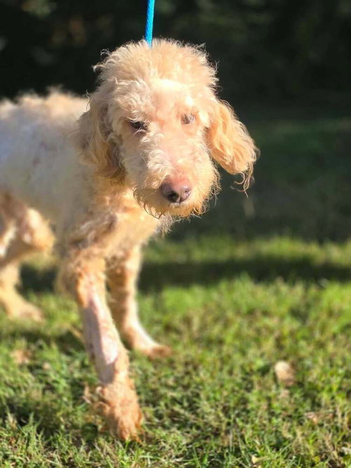 Gracie (GA), Unknown breed / mixed