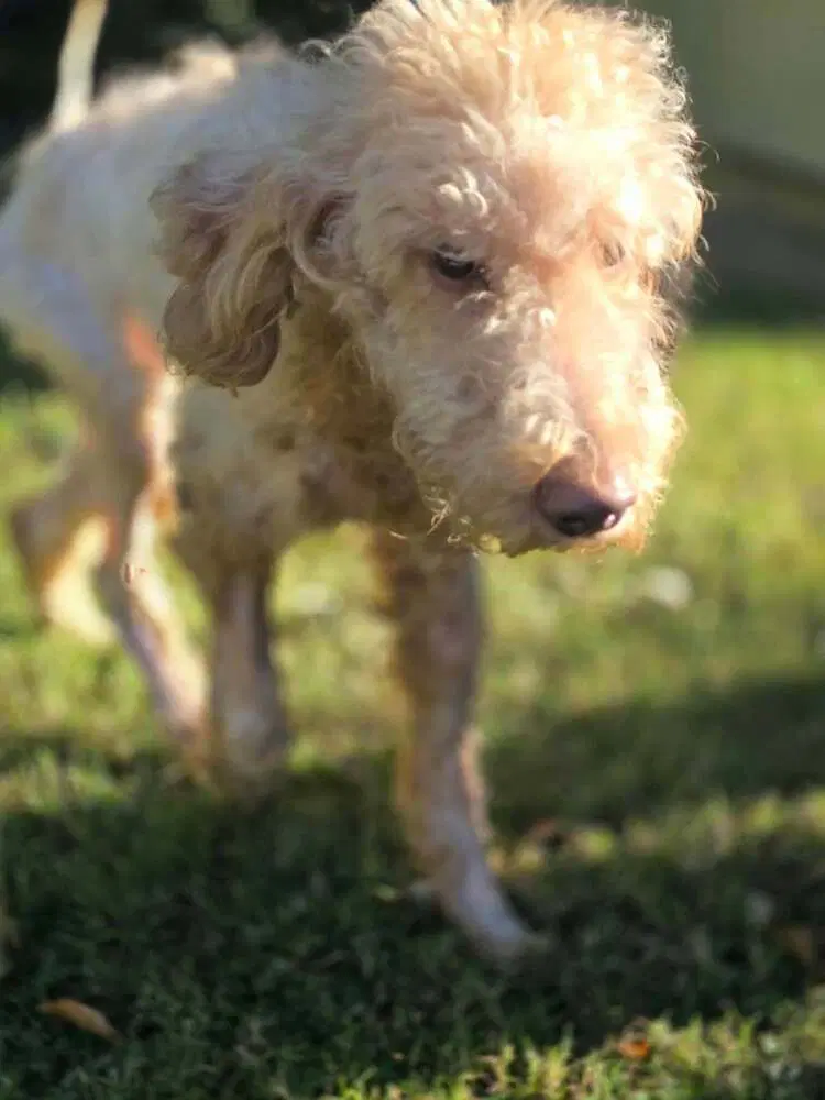 Gracie Ga image 2