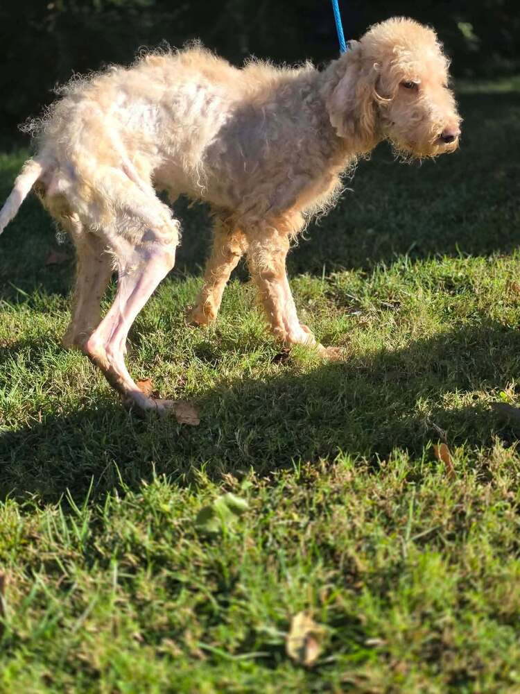 Gracie Ga image 3