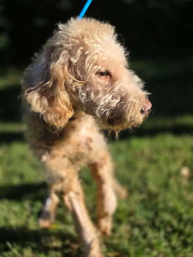 Gracie Ga image 4