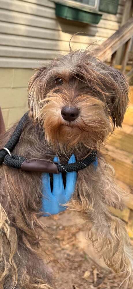 Willow (GA), Terrier / Mixed