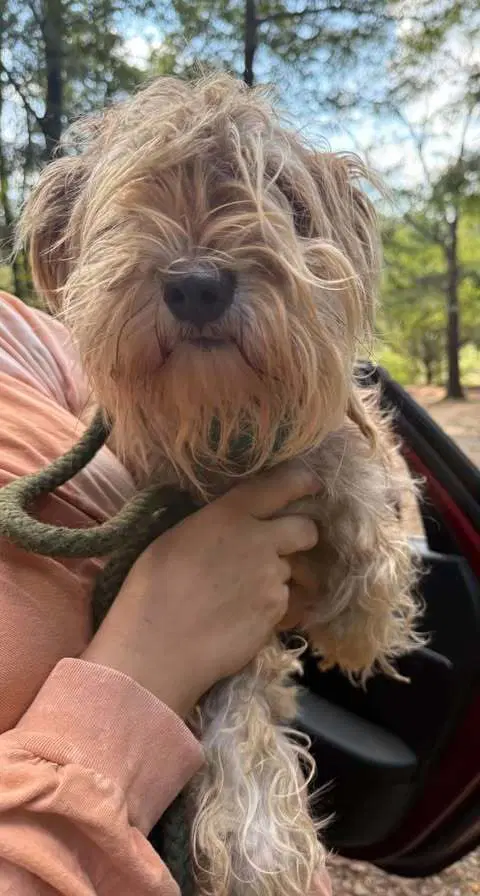 Winnie Ga - Terrier