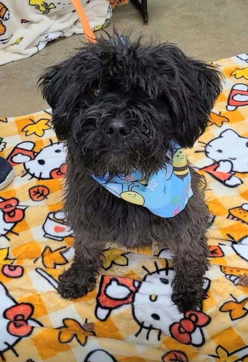 Gremlin (AL), Poodle (Miniature) / Mixed
