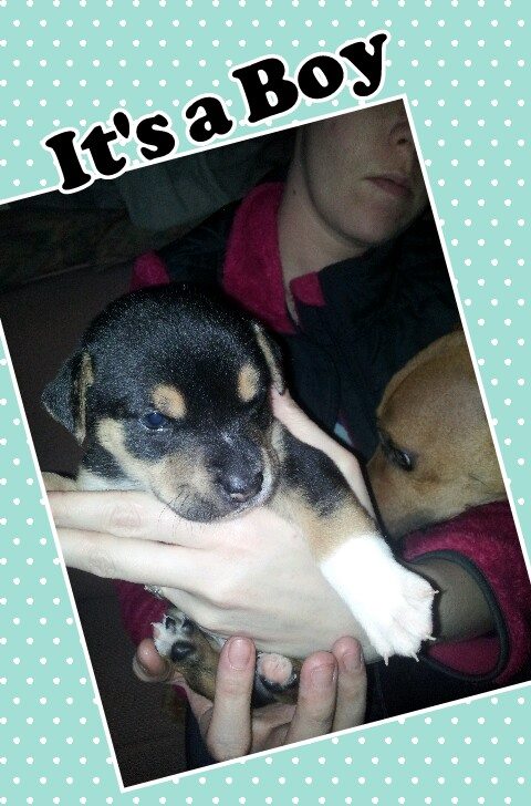 Savannah's puppy #1 Simba