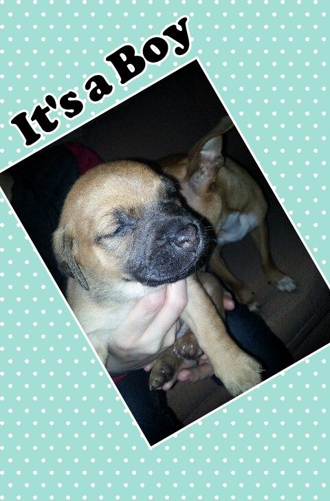 Savannah's puppy #2 Skipper