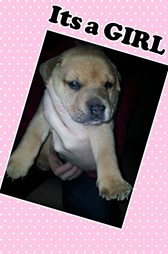 Savannah's puppy #3 Sparkles