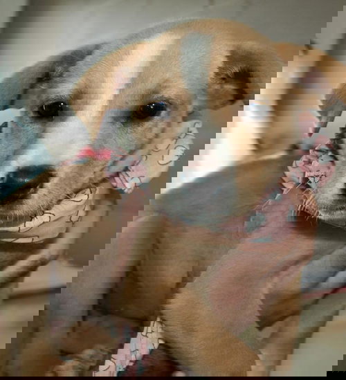 Wiggles