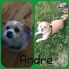 Andre