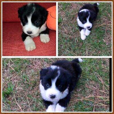 Westley