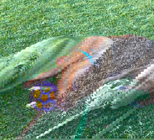 Zig Zag