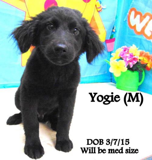 Yogi