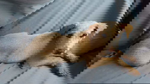 Sandi