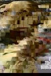 Chad