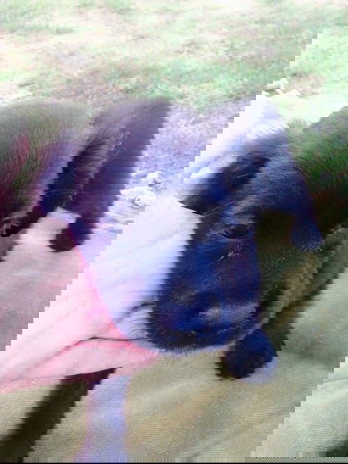 Samuel