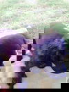 Samuel