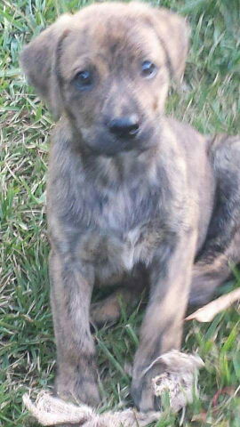 Parker