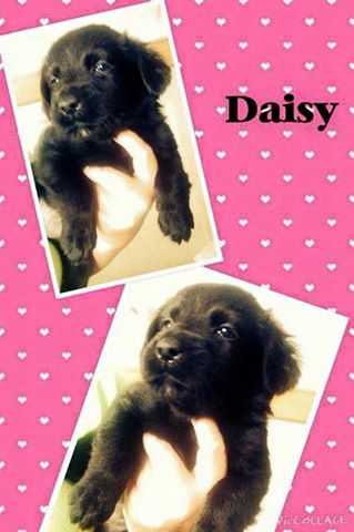 Daisy