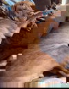Chaos