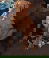 Chaos