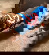 Chaos