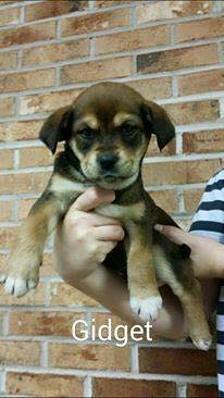 Gidget