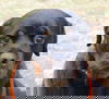 Oto