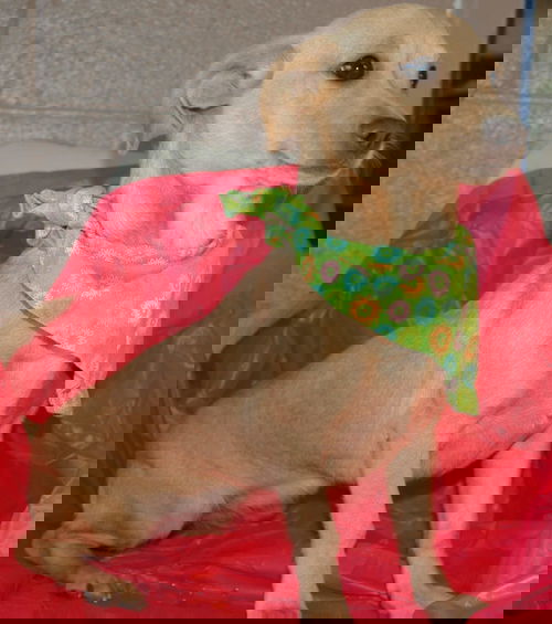 Lilly