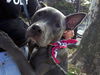 Peanut (NY)