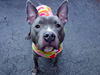Peanut (NY)