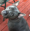 Peanut (NY)