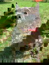 Peanut (NY)