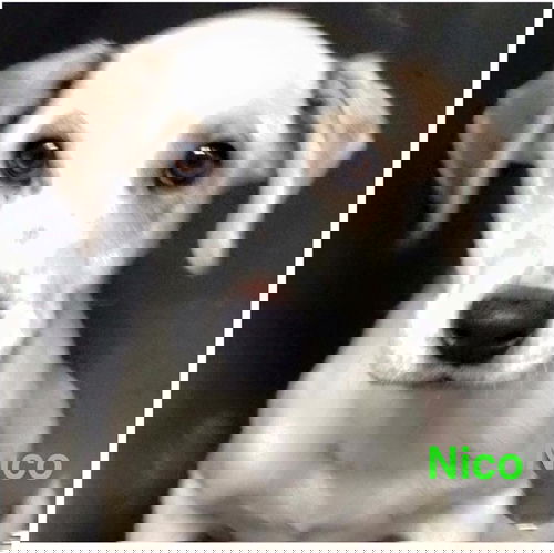 Nico