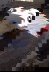 Nutmeg