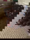Zoomer