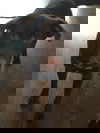 Zoomer