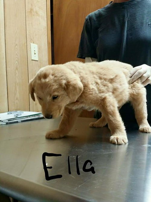 Ella