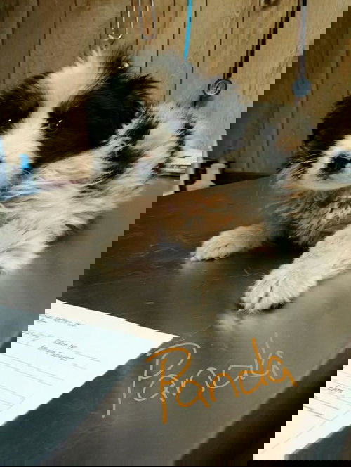 Panda