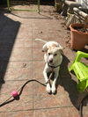 Lil Girl