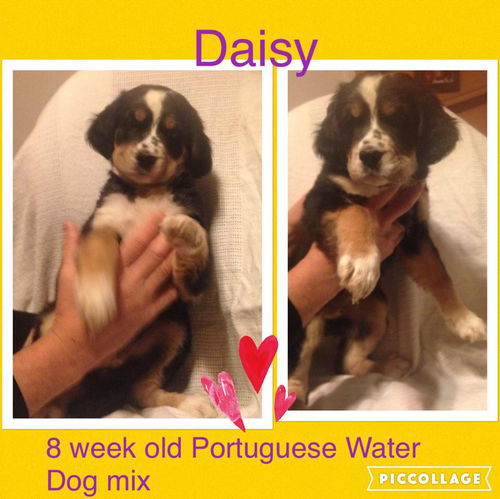 Daisy